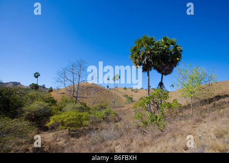 Asian Palmyra Palm or Toddy Palm or Sugar Palm (Borassus flabellifer), Komodo Nationally Park, Komodo, Indonesia, Southeast Asia Stock Photo