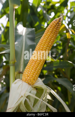 Corn cob growing in a field of maize (Heliantus tuberosus), Hesse, Germany, Europe Stock Photo