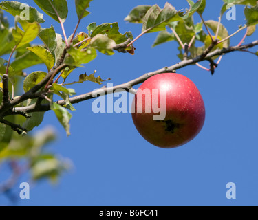 Ripe red apple hanging from an apple tree, Hesse, Germany, Europe Stock Photo