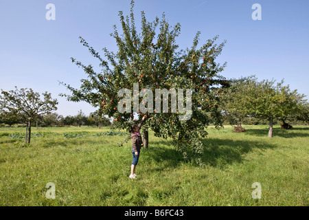 Girl, about 11, picking an apple from an apple tree, Hesse, Germany, Europe Stock Photo