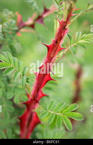 Thorns of the Rosa omeiensis (Rosa omeiensis pteracantha) Stock Photo