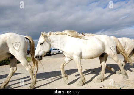 White horses near Saintes Maries de la Mer, La Camargue, Provence, France, Europe