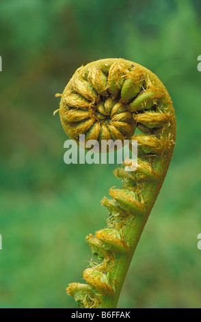 Amaumau fern fiddlehead Sadleria cyatheoides endemic to Hawaii Stock Photo