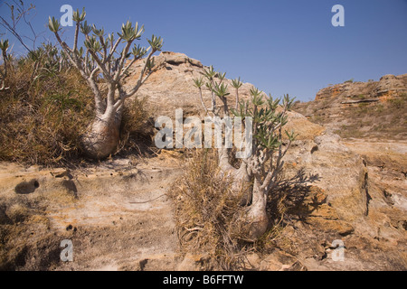 Elephants Foot plant Madagascar Stock Photo