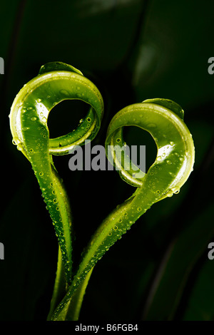 Fern leaves forming a heart shape in Samboja, East Kalimantan, Borneo, Indonesia, Southeast Asia Stock Photo