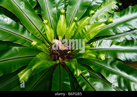 Fern leaves, Samboja, East Kalimantan, Borneo, Indonesia, Southeast Asia Stock Photo