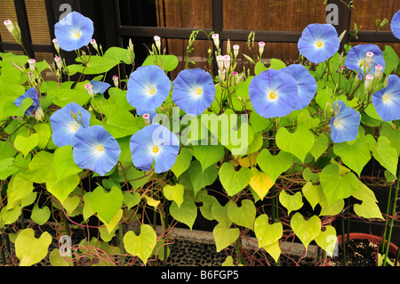 Japanese Morning Glory Stock Photo