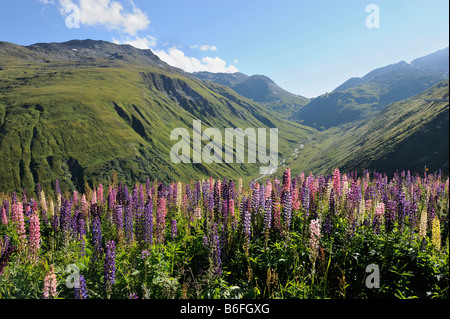 View from the summit of the Furka Pass in the direction of Urnerland, with wild Large-leaved Lupines, Big-leaved Lupines (Lupin Stock Photo