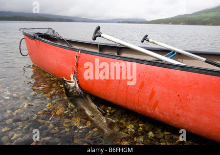 Fisherman's catch, trophy Lake Trout (Salvelinus namaycush), on a stringer, red canoe, Big Salmon Lake, Yukon Territory, Canada Stock Photo