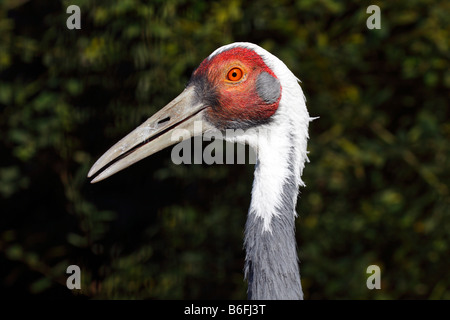 White-naped Crane (Grus vipio), portrait Stock Photo
