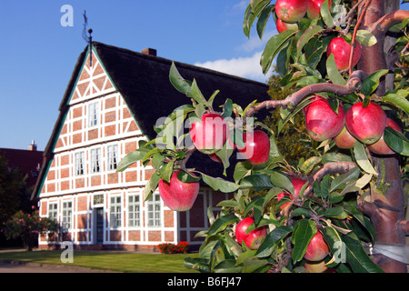 Ripe Red Apples (Malus x domestica), apple tree in front of an historic timber framed farmhouse, Altes Land orchard area, Lower Stock Photo