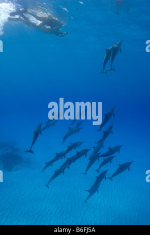 USA Hawaii Big Island Underwater view of young couple swimming with Spinner Dolphins Stenella longirostris in Pacific Ocean Stock Photo
