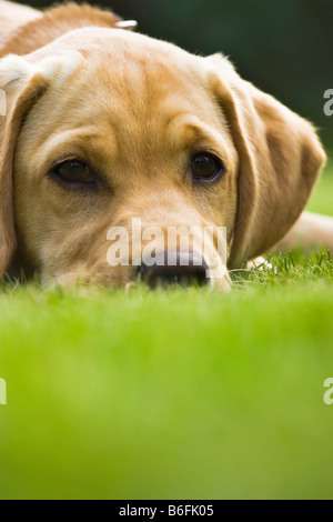 Portrait of a golden labrador retriever puppy Stock Photo