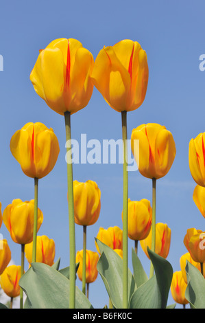 Didier's Tulip (Tulipa gesneriana) Stock Photo