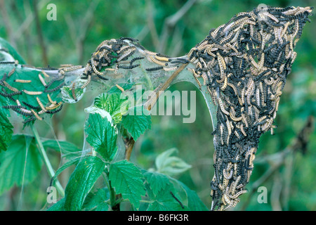 Ermine Moth larvae (Yponomeuta evonymella) Stock Photo