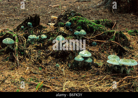 Verdigris Agaric (Stropharia aeruginosa) mushroom, Allgaeu, Germany, Europe Stock Photo