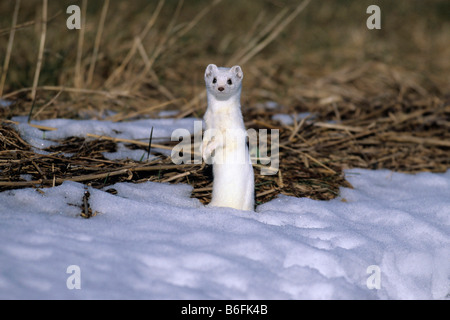 Stoat/ (Mustela erminea) Hermelin ermine,short-tailed weasel,mammal ...