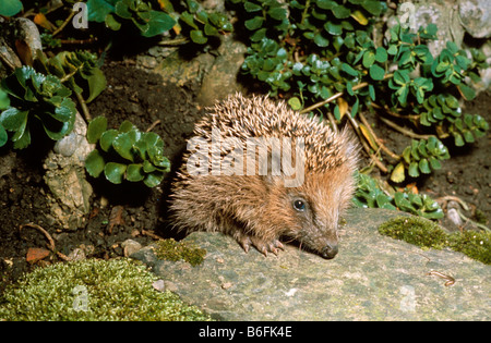 West European Hedgehog (Erinaceus europaeus) in a garden Stock Photo