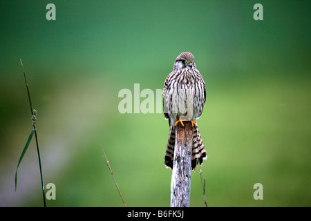 Common Kestrel (Falco tinnunculus), young female perching on branch Stock Photo