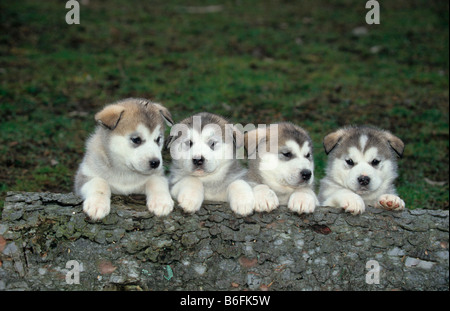Alaskan Malamute puppies Stock Photo