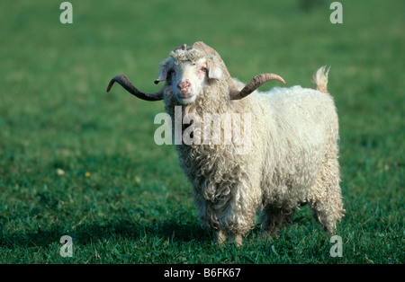 Mohair or Angora Goat Stock Photo