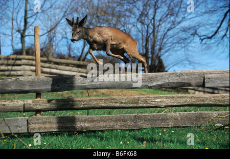 Male Roe Deer (Capreolus capreolus) jumping over a wooden gate Stock Photo