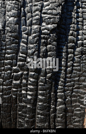 Forest fire, burnt, charred tree, close-up, Santiam Pass, Cascade Range, Oregon, USA Stock Photo
