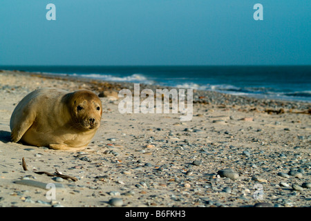 Young Gray Seal (Halichoerus grypus) cub alone on a beach, Heligoland, Schleswig-Holstein, Germany, Europe Stock Photo