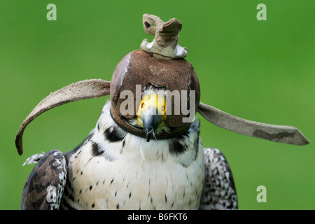 Peregrine (Falco peregrinus) Stock Photo