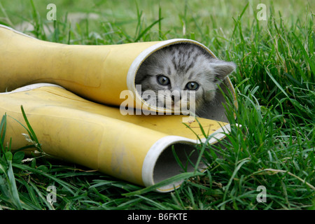 Kitten in rubber boot Stock Photo