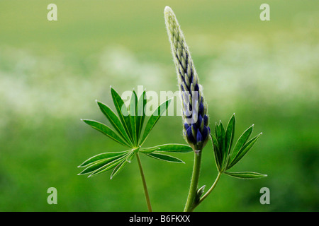 Bigleaf Lupine, Blue Pod, Garden Lupin, Large-leaved Lupine, Marsh Lupine, Meadow Lupine, Meadow-lupine (Lupinus polyphyllus),  Stock Photo