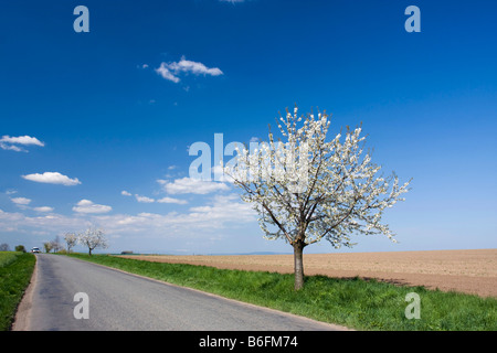 Spring landscape near Hnevotin, Moravia, Czech Republic, Europe Stock Photo