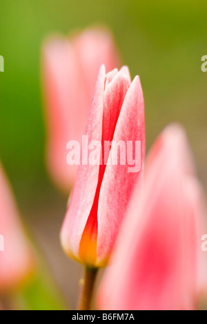 Carnation tulips in garden Stock Photo