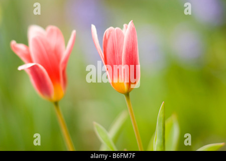 Carnation tulips in garden Stock Photo