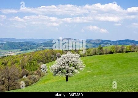 Spring landscape in Planavy, Bile Karpaty, White Carpathian mountains protected landscape area, Moravia, Czech Republic, Europe Stock Photo