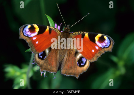 Peacock Butterfly (Inachis io) drinking nectar Stock Photo
