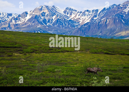 A moose passing Denali National Park in Alaska USA Stock Photo