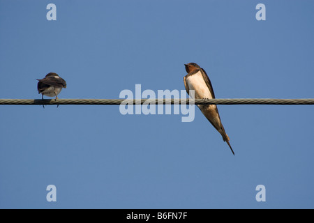 Barn Swallows (Hirundo rustica) on electricity wire Stock Photo