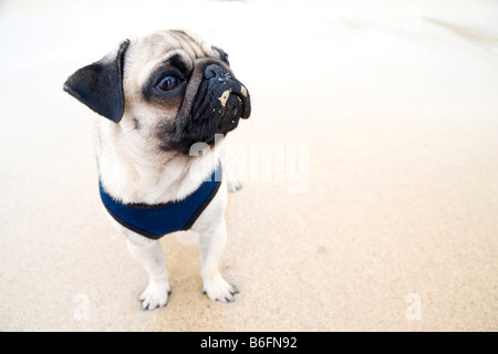 Young pug dog on the beach, wide-angle portrait, with sand on its nose Stock Photo