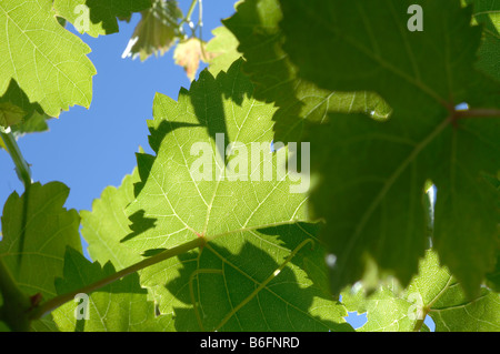 Shadow play on back lit vine leaves Stock Photo