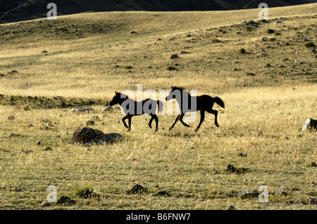 Two young horses running in the steppe in the play of light and shadow, Karkhiraa, Mongolian Altai Mountains near Ulaangom, Uvs Stock Photo