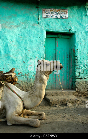 Camel resting on the ground in front of a green painted building, Axum, Ethiopia, Africa Stock Photo