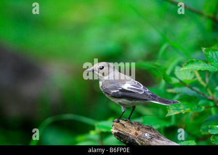 European Pied Flycatcher (Ficedula hypoleuca) Stock Photo