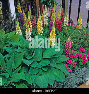 Colourful Lupins and Hosta foliage in a flower border Stock Photo