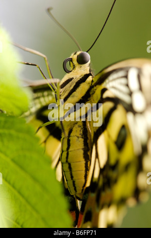 American Painted Lady (Vanessa virginiensis), Papiliorama, Kerzers, Switzerland, Europe Stock Photo
