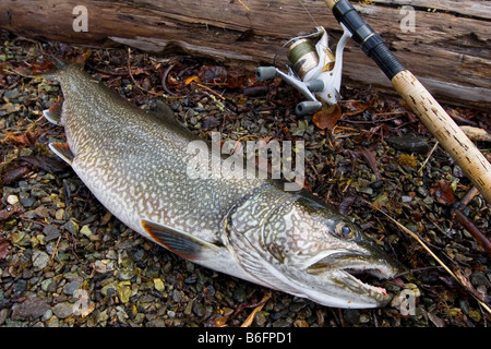 Catch A Trophy Fishing. fisherman with fishing rod. summer weekend. Big  game fishing. mature man fly fishing. man catching fish. bearded fisher in  water. hobby and sport activity. pothunter Stock Photo 