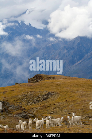 Group of Dall Sheep (Ovis Dalli) on an alpine meadow, Hoge Pass, St. Elias Mountains behind, Donjek Route, Kluane National Park Stock Photo
