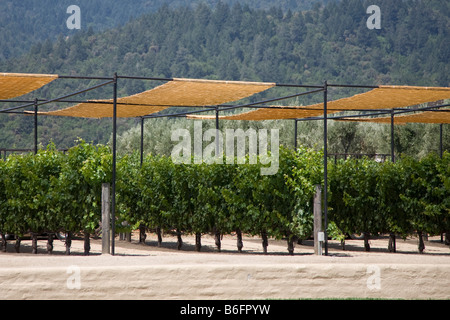 vinyard with sun shade Stock Photo