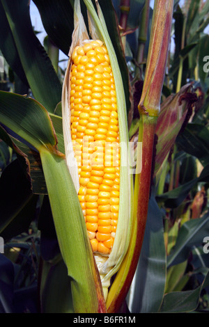 Sweet-corn, cob in a field of sweet-corn (Zea mays), cultivation, standard agricultural crop, food plant, vegetable Stock Photo