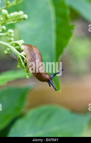 European Red Slug (Arion rufus), Bavaria, Germany, Europe Stock Photo